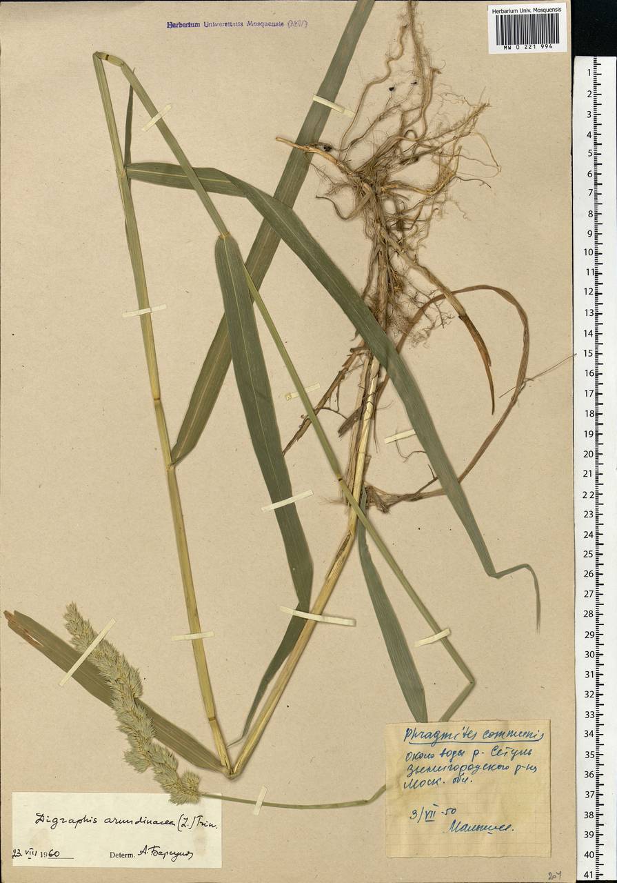 Phalaris arundinacea L., Eastern Europe, Moscow region (E4a) (Russia)
