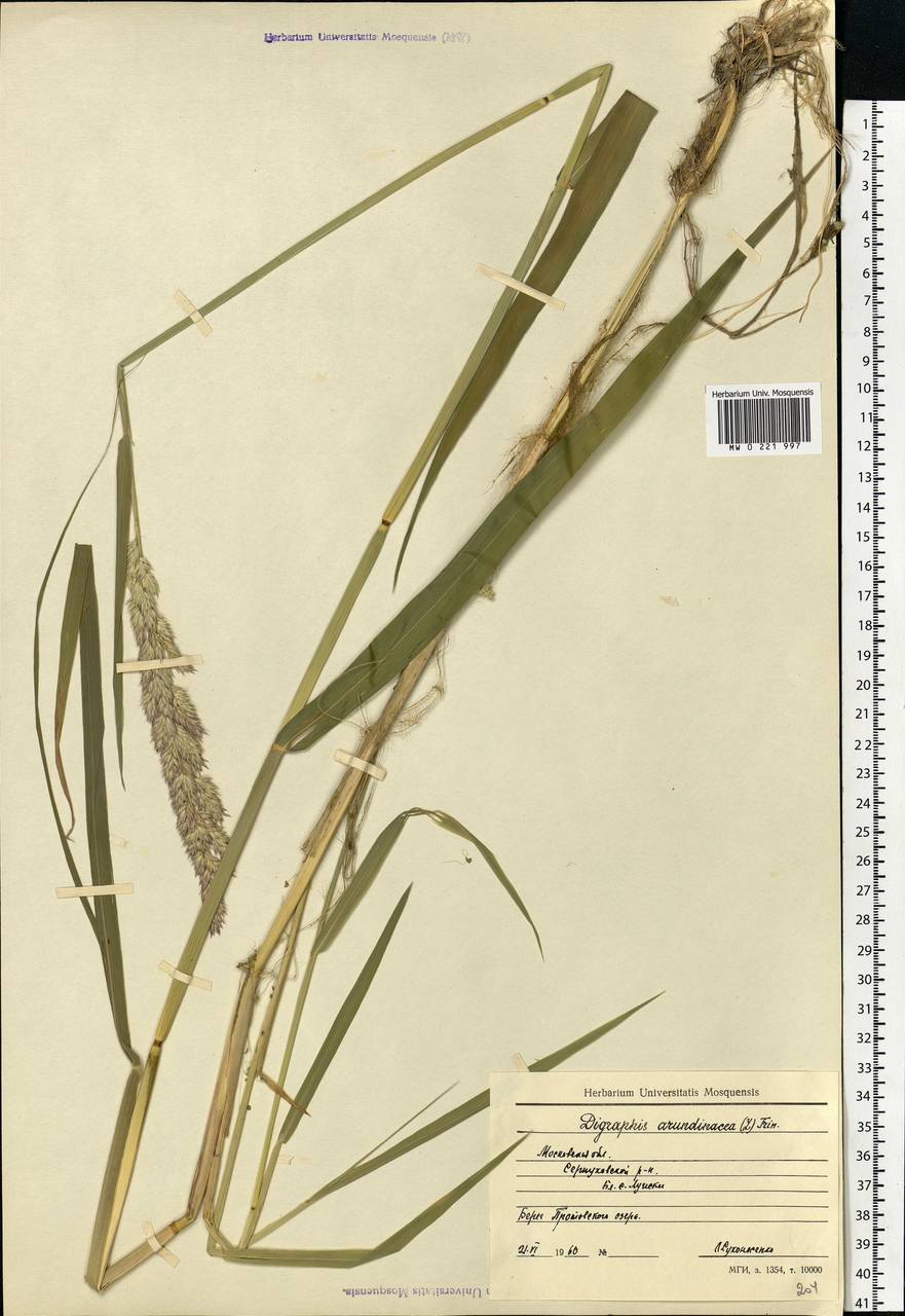 Phalaris arundinacea L., Eastern Europe, Moscow region (E4a) (Russia)