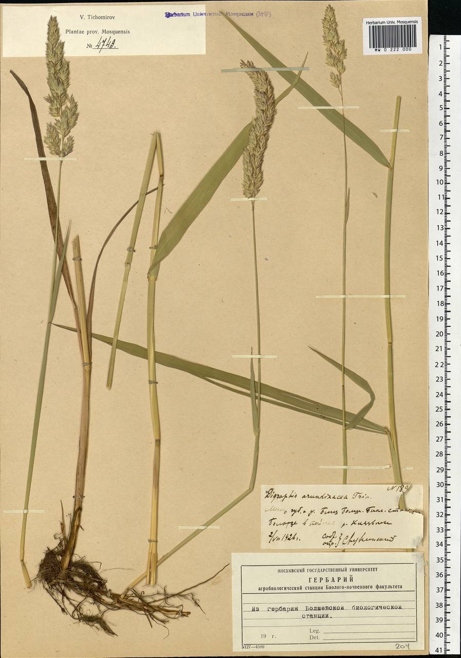 Phalaris arundinacea L., Eastern Europe, Moscow region (E4a) (Russia)