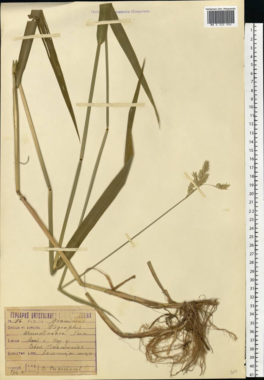 Phalaris arundinacea L., Eastern Europe, Moscow region (E4a) (Russia)