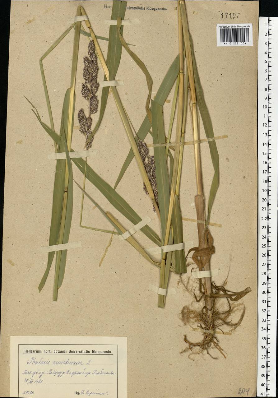 Phalaris arundinacea L., Eastern Europe, Moscow region (E4a) (Russia)