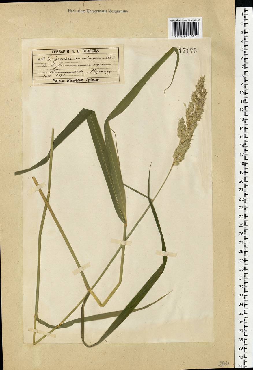 Phalaris arundinacea L., Eastern Europe, Moscow region (E4a) (Russia)