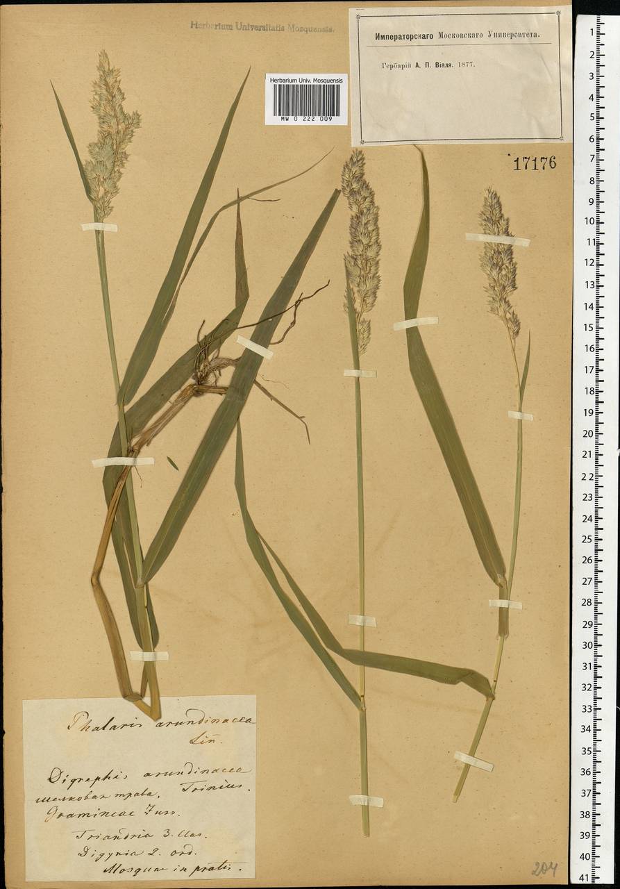 Phalaris arundinacea L., Eastern Europe, Moscow region (E4a) (Russia)