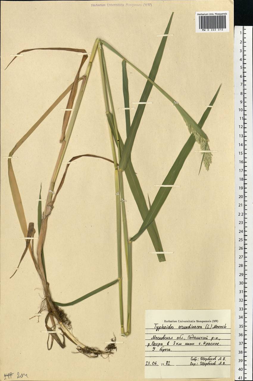 Phalaris arundinacea L., Eastern Europe, Moscow region (E4a) (Russia)