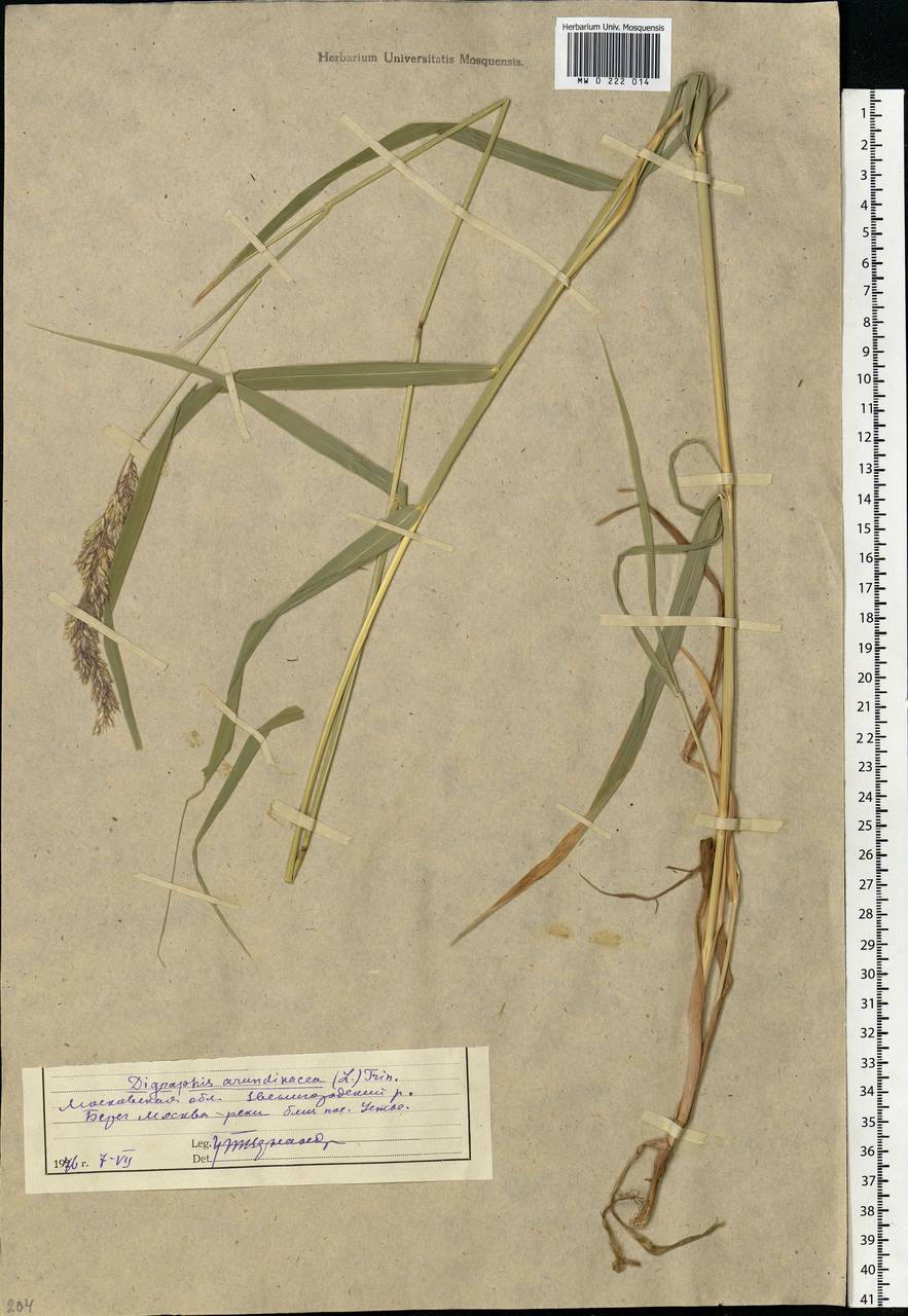 Phalaris arundinacea L., Eastern Europe, Moscow region (E4a) (Russia)