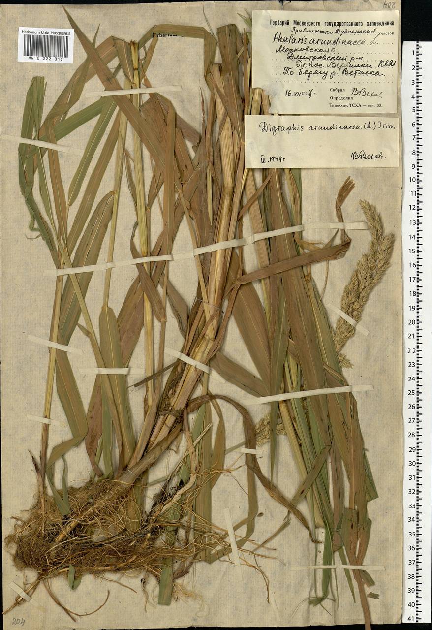 Phalaris arundinacea L., Eastern Europe, Moscow region (E4a) (Russia)