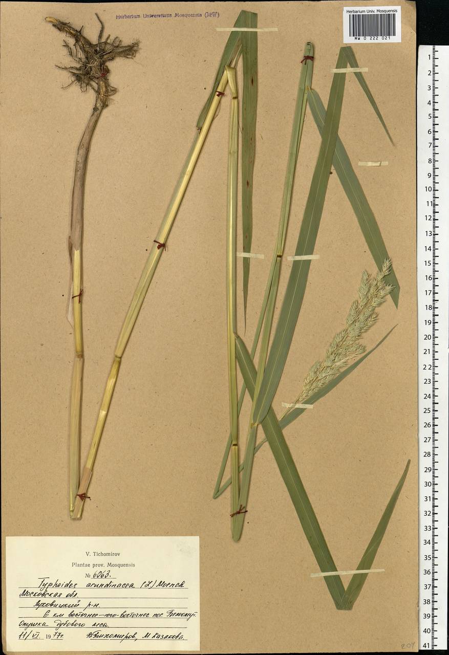Phalaris arundinacea L., Eastern Europe, Moscow region (E4a) (Russia)