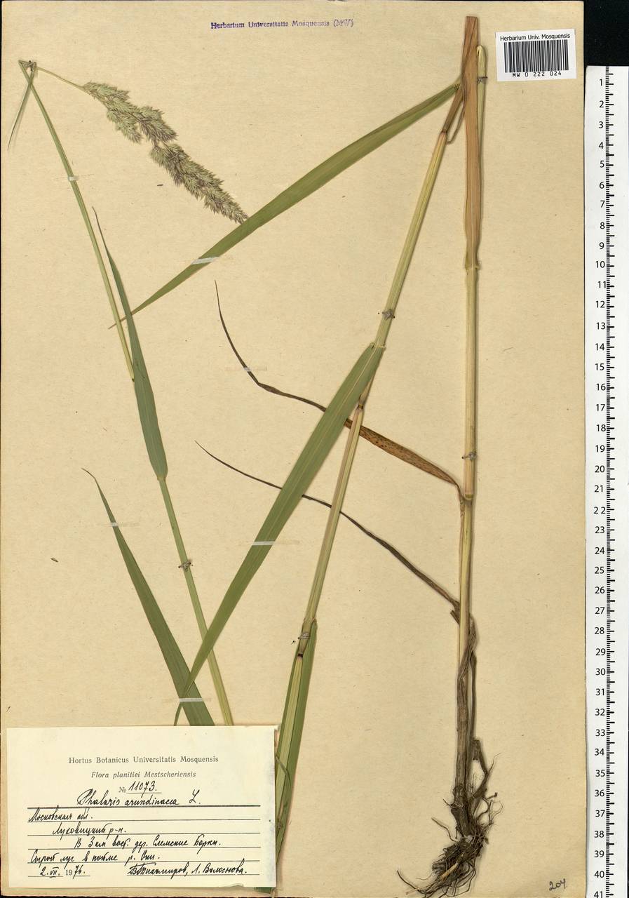 Phalaris arundinacea L., Eastern Europe, Moscow region (E4a) (Russia)