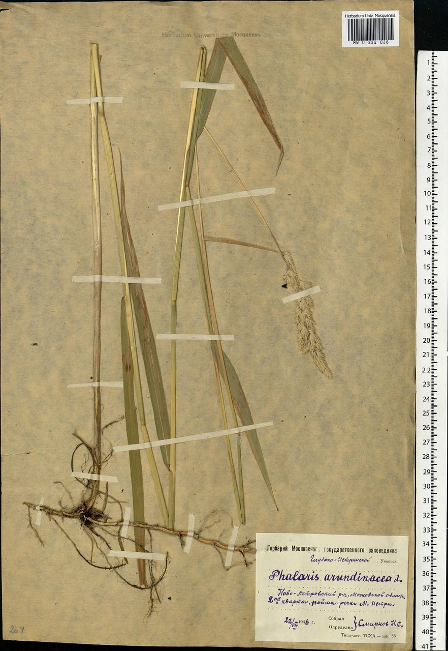 Phalaris arundinacea L., Eastern Europe, Moscow region (E4a) (Russia)