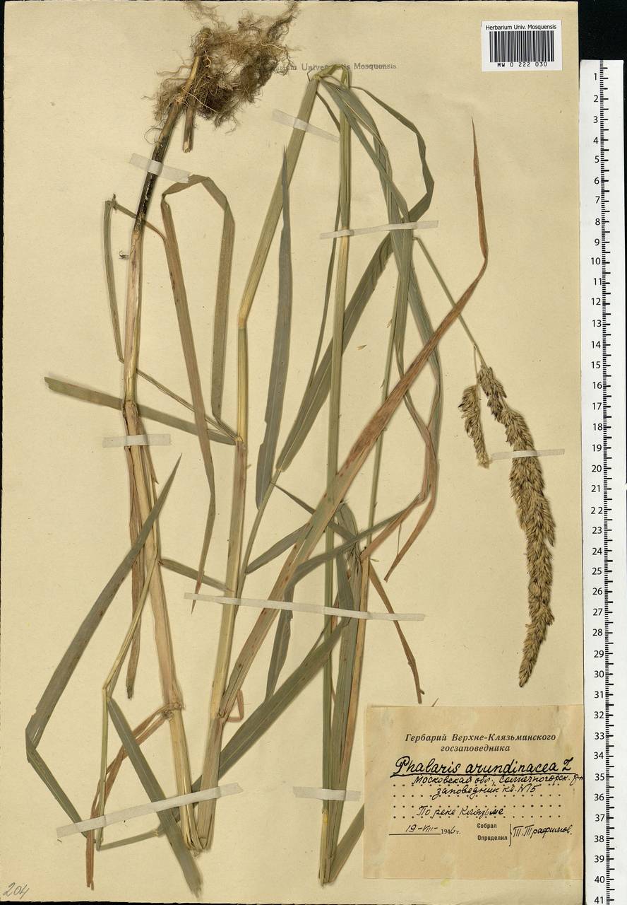 Phalaris arundinacea L., Eastern Europe, Moscow region (E4a) (Russia)