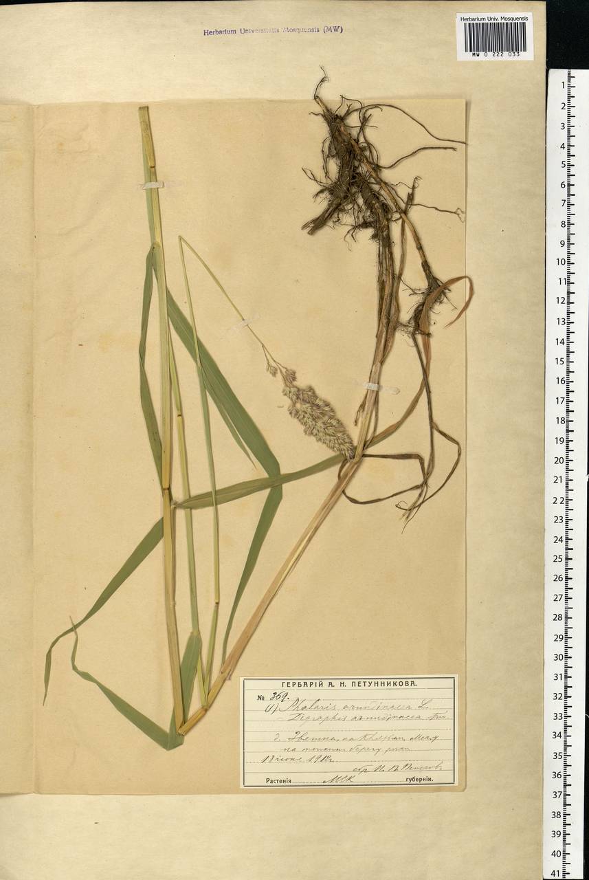 Phalaris arundinacea L., Eastern Europe, Moscow region (E4a) (Russia)