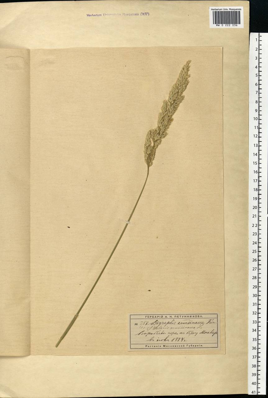 Phalaris arundinacea L., Eastern Europe, Moscow region (E4a) (Russia)