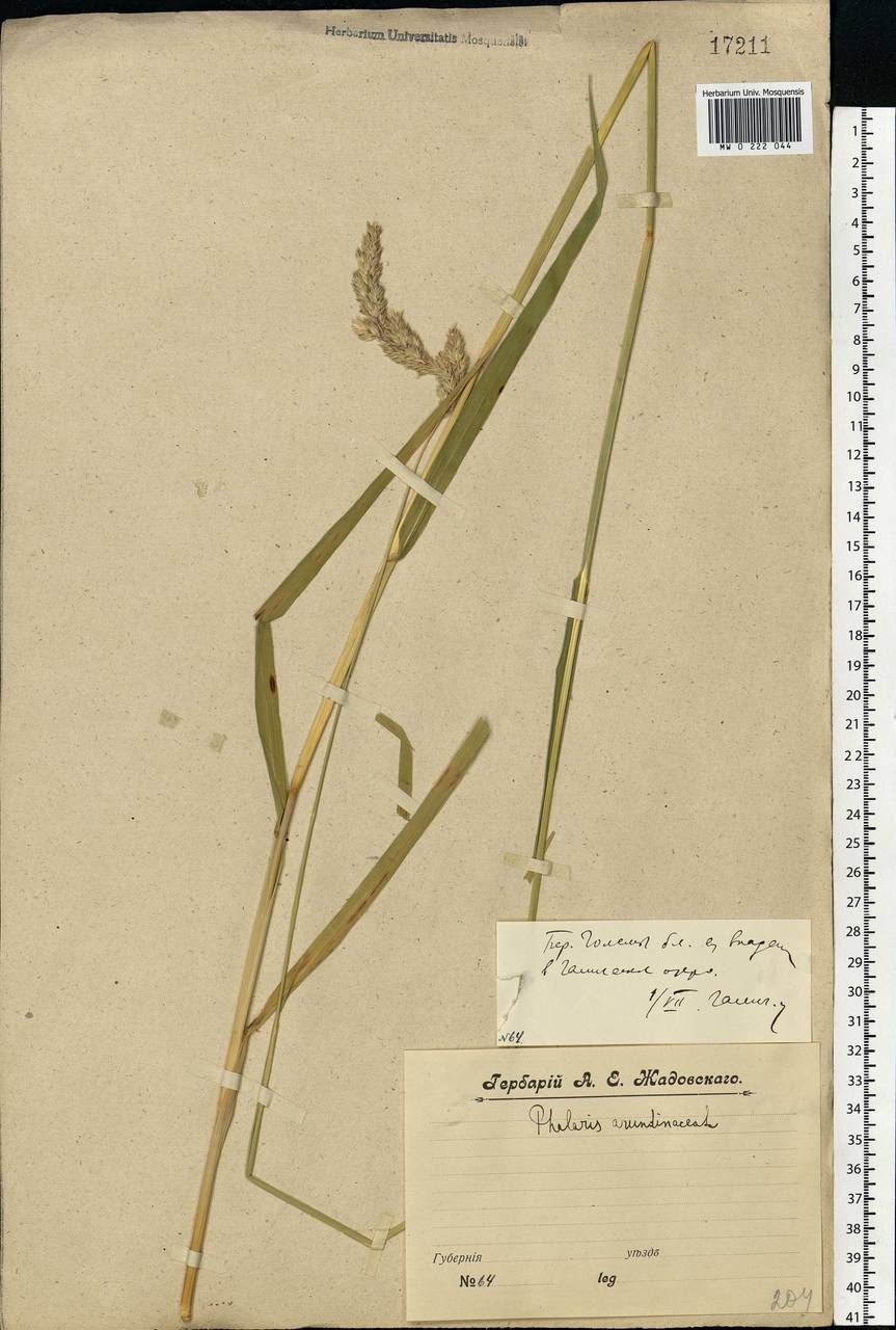 Phalaris arundinacea L., Eastern Europe, Central forest region (E5) (Russia)