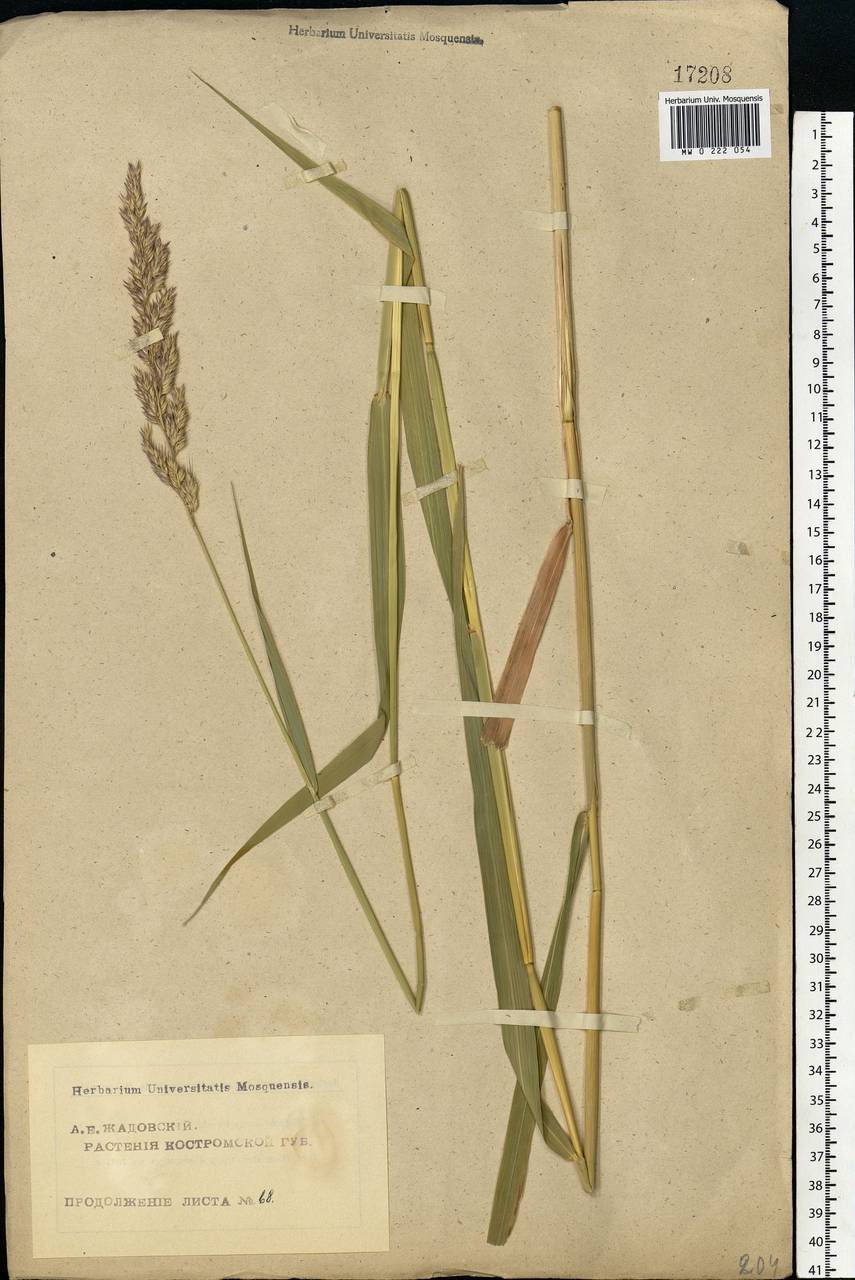 Phalaris arundinacea L., Eastern Europe, Central forest region (E5) (Russia)