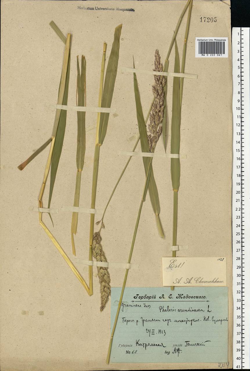 Phalaris arundinacea L., Eastern Europe, Central forest region (E5) (Russia)