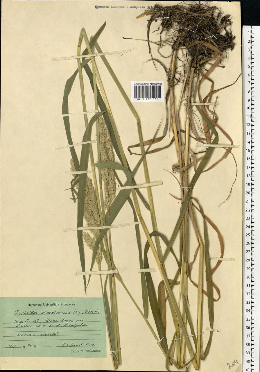Phalaris arundinacea L., Eastern Europe, Central forest-and-steppe region (E6) (Russia)