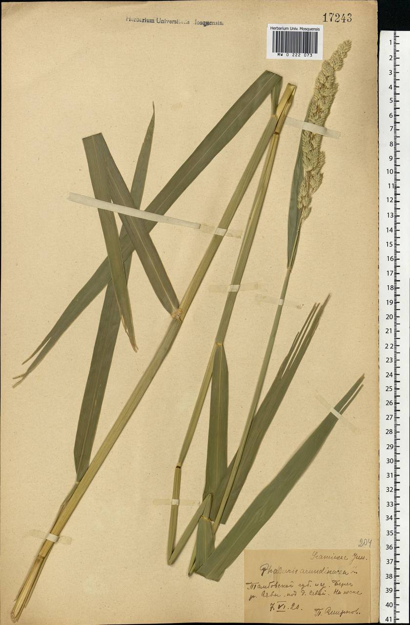 Phalaris arundinacea L., Eastern Europe, Central forest-and-steppe region (E6) (Russia)