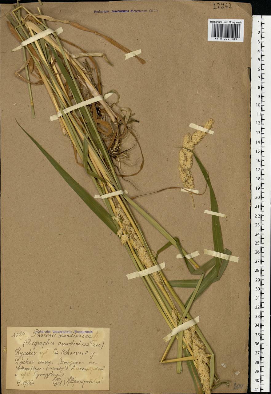 Phalaris arundinacea L., Eastern Europe, Central forest-and-steppe region (E6) (Russia)
