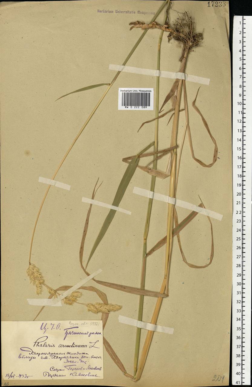 Phalaris arundinacea L., Eastern Europe, Central forest-and-steppe region (E6) (Russia)