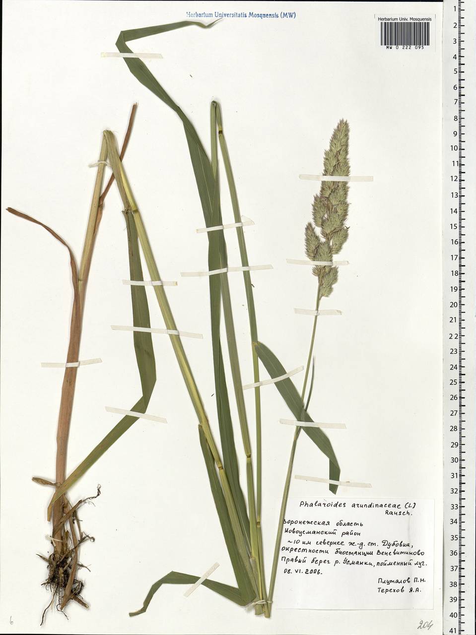 Phalaris arundinacea L., Eastern Europe, Central forest-and-steppe region (E6) (Russia)