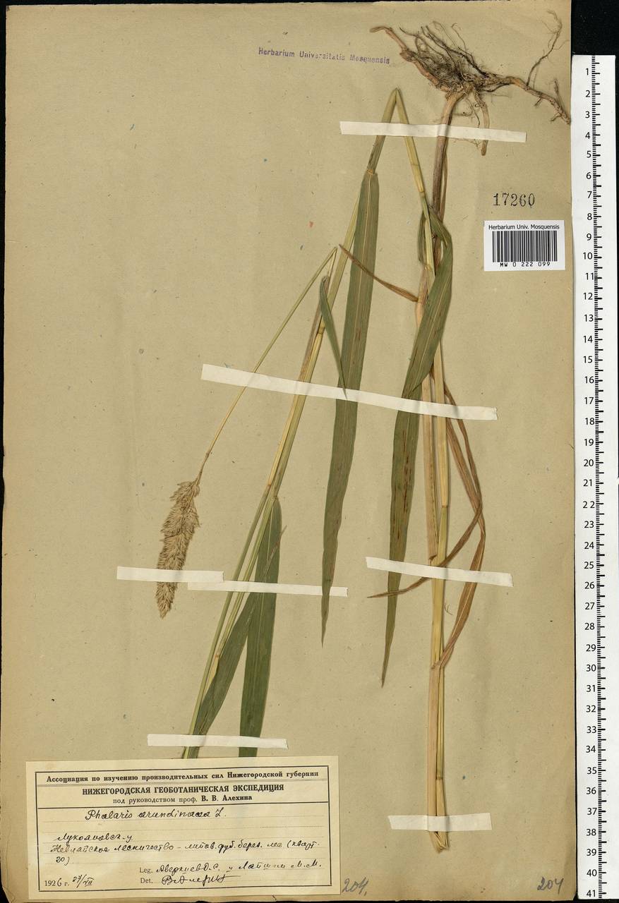 Phalaris arundinacea L., Eastern Europe, Volga-Kama region (E7) (Russia)