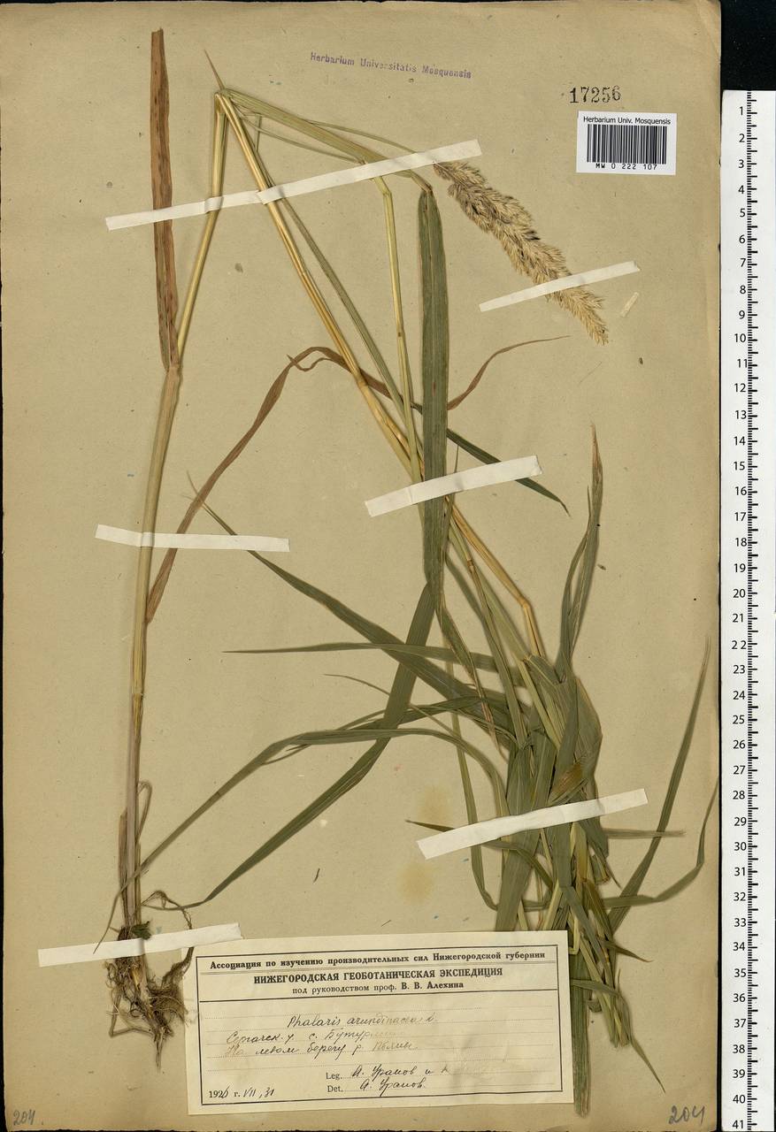 Phalaris arundinacea L., Eastern Europe, Volga-Kama region (E7) (Russia)