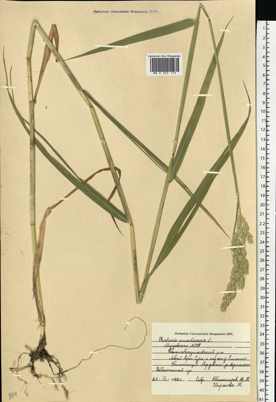 Phalaris arundinacea L., Eastern Europe, Middle Volga region (E8) (Russia)