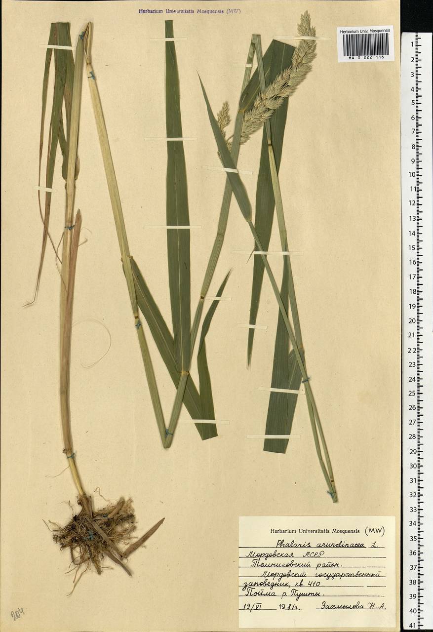 Phalaris arundinacea L., Eastern Europe, Middle Volga region (E8) (Russia)