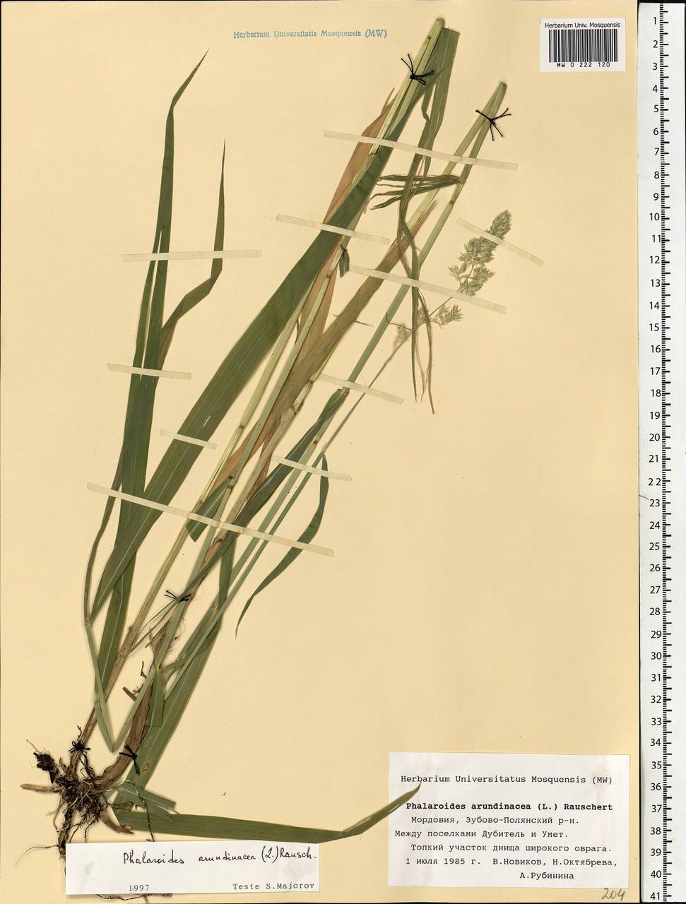 Phalaris arundinacea L., Eastern Europe, Middle Volga region (E8) (Russia)