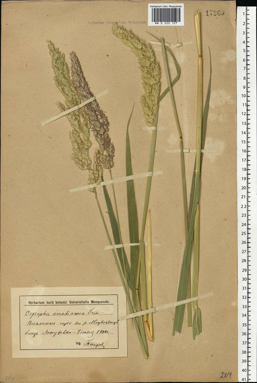 Phalaris arundinacea L., Eastern Europe, Lower Volga region (E9) (Russia)