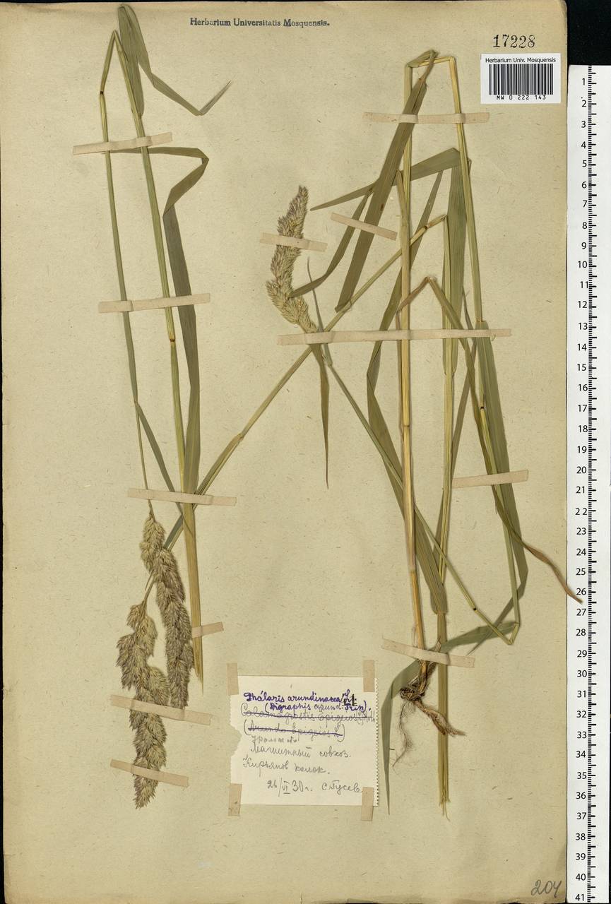 Phalaris arundinacea L., Eastern Europe, Eastern region (E10) (Russia)