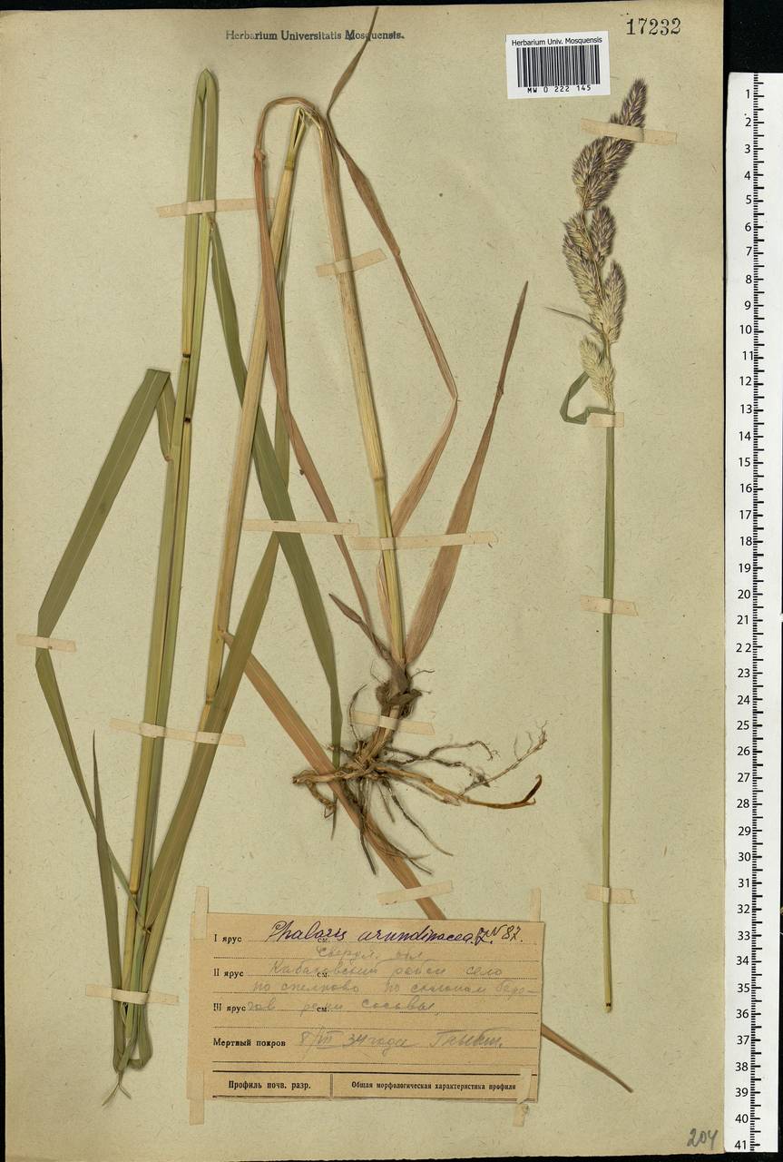 Phalaris arundinacea L., Eastern Europe, Eastern region (E10) (Russia)