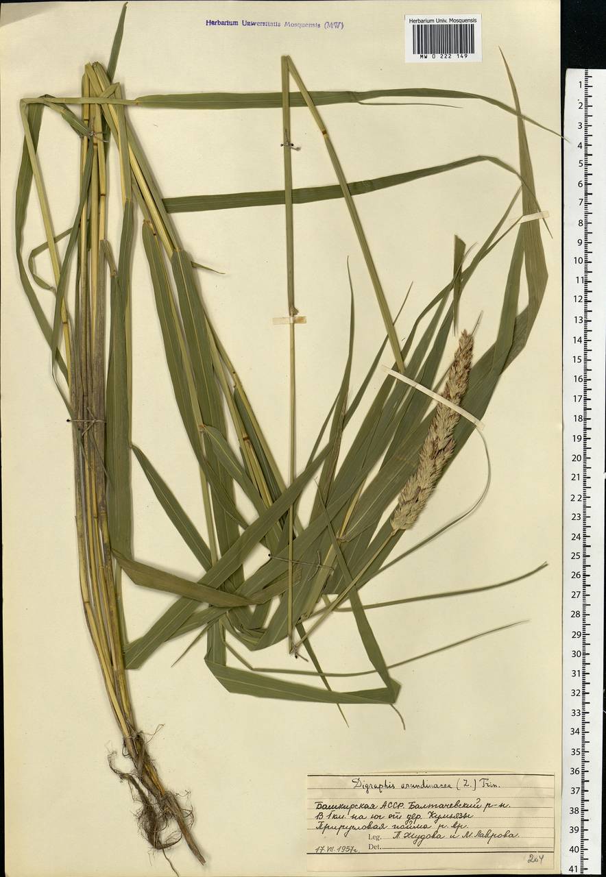 Phalaris arundinacea L., Eastern Europe, Eastern region (E10) (Russia)