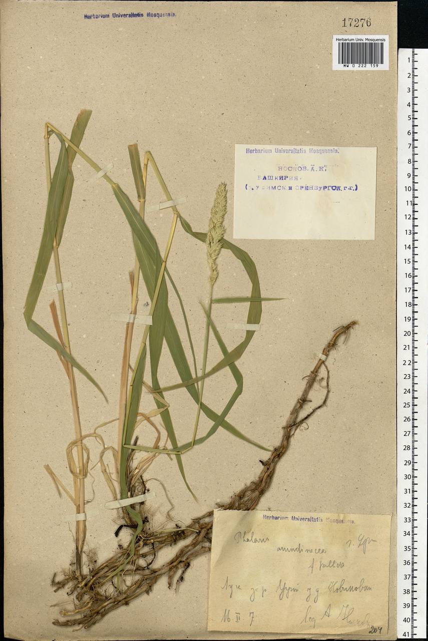 Phalaris arundinacea L., Eastern Europe, Eastern region (E10) (Russia)