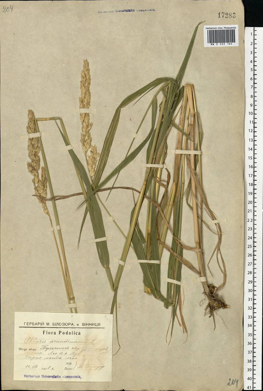 Phalaris arundinacea L., Eastern Europe, South Ukrainian region (E12) (Ukraine)