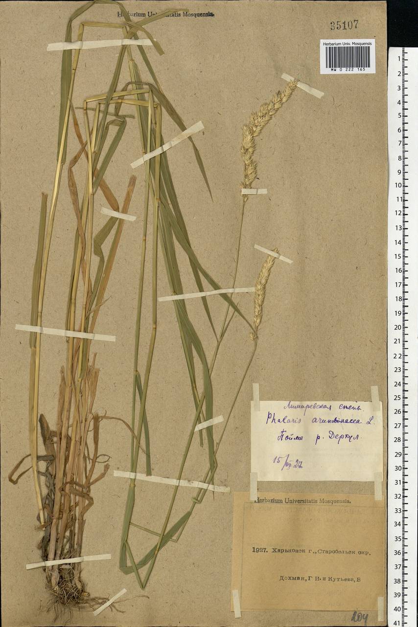 Phalaris arundinacea L., Eastern Europe, North Ukrainian region (E11) (Ukraine)