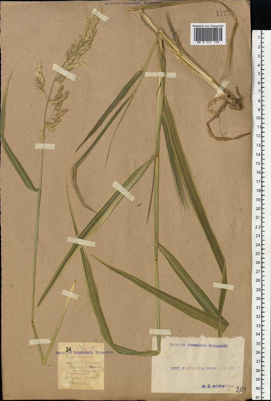 Phalaris arundinacea L., Eastern Europe, South Ukrainian region (E12) (Ukraine)