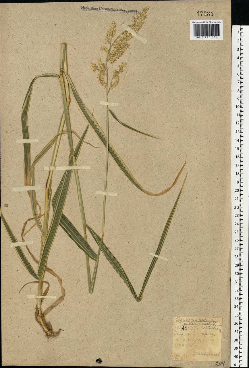 Phalaris arundinacea L., Eastern Europe, South Ukrainian region (E12) (Ukraine)