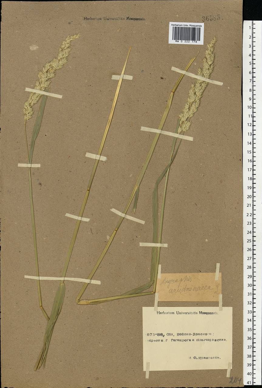 Phalaris arundinacea L., Eastern Europe, Rostov Oblast (E12a) (Russia)