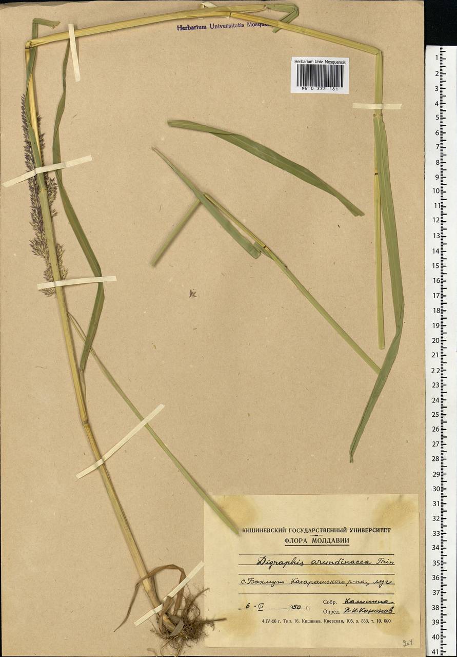Phalaris arundinacea L., Eastern Europe, Moldova (E13a) (Moldova)