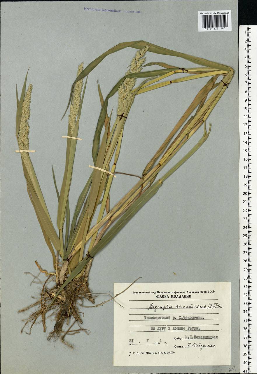 Phalaris arundinacea L., Eastern Europe, Moldova (E13a) (Moldova)