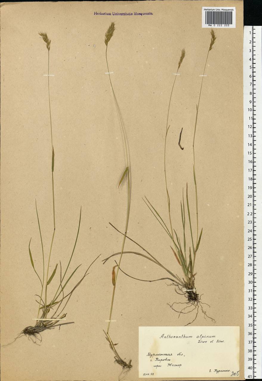 Anthoxanthum nipponicum Honda, Eastern Europe, Northern region (E1) (Russia)