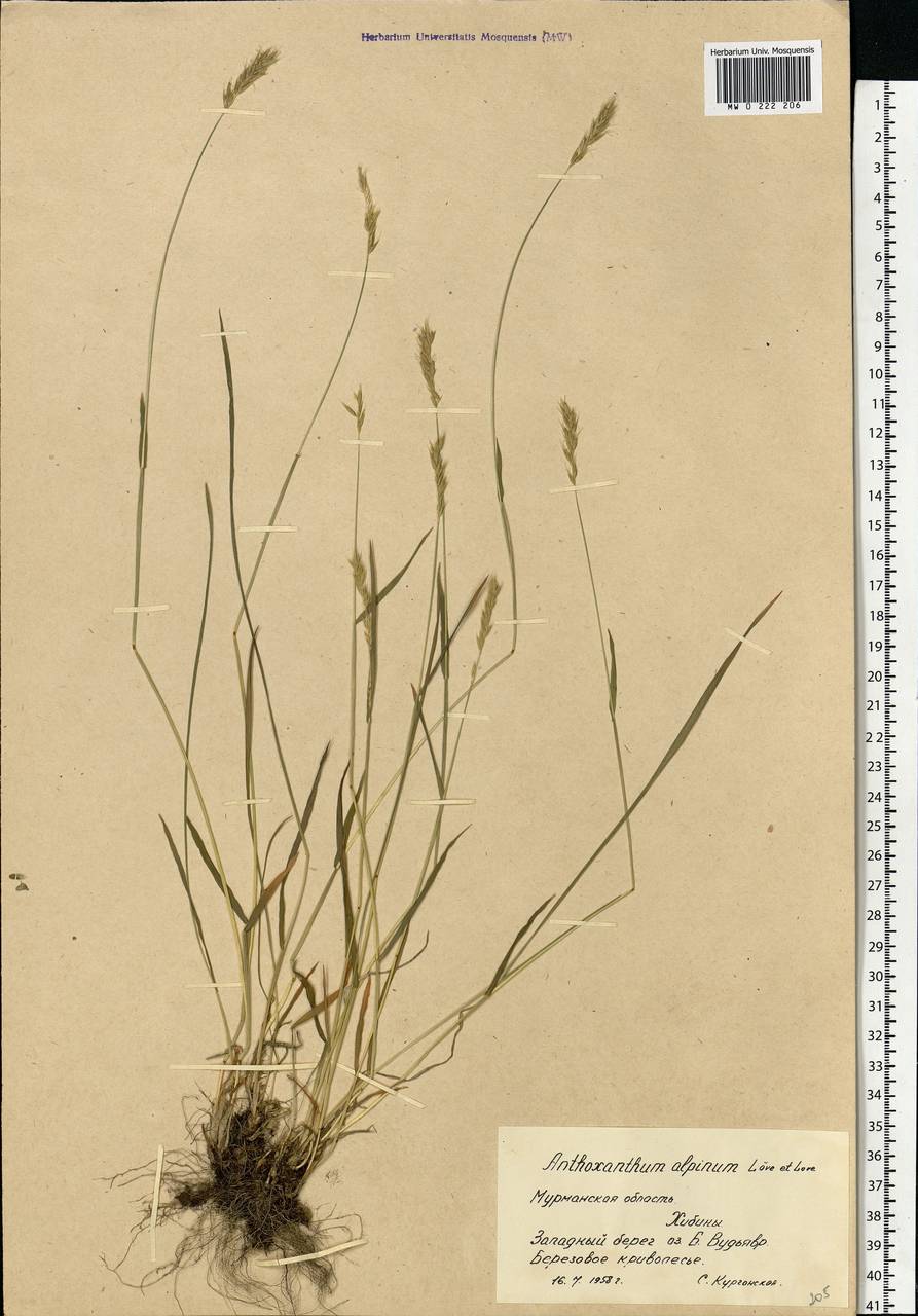 Anthoxanthum nipponicum Honda, Eastern Europe, Northern region (E1) (Russia)