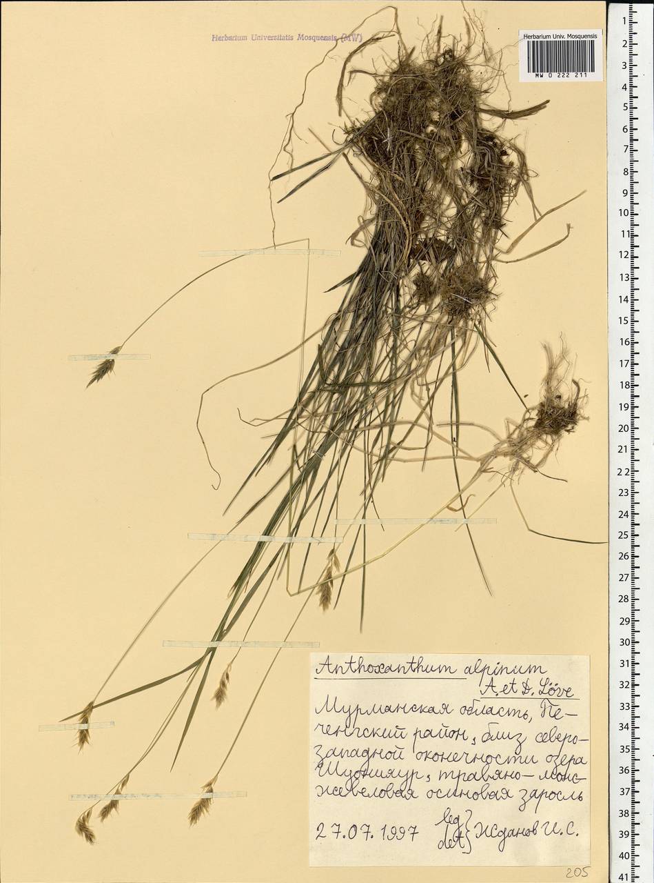 Anthoxanthum nipponicum Honda, Eastern Europe, Northern region (E1) (Russia)