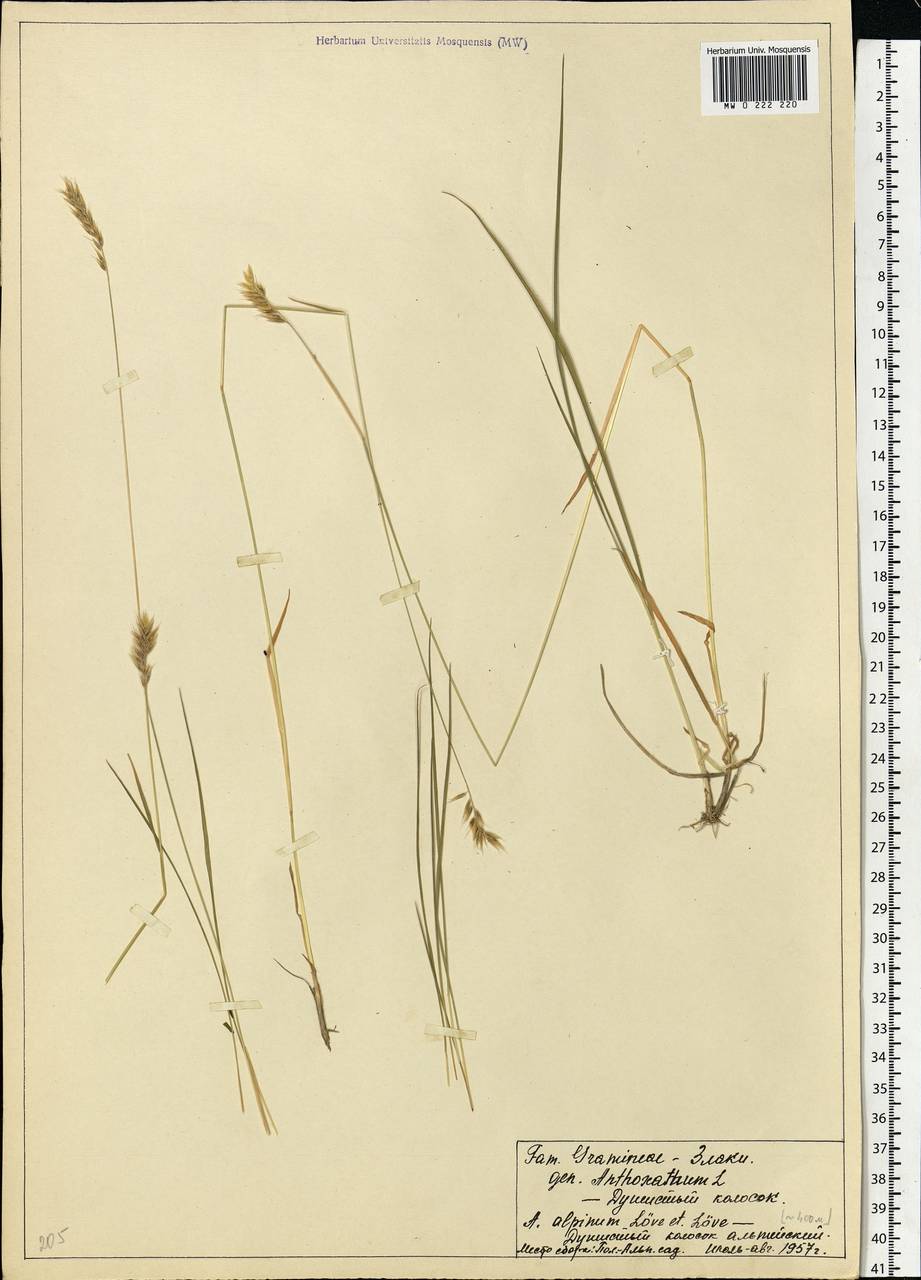Anthoxanthum nipponicum Honda, Eastern Europe, Northern region (E1) (Russia)
