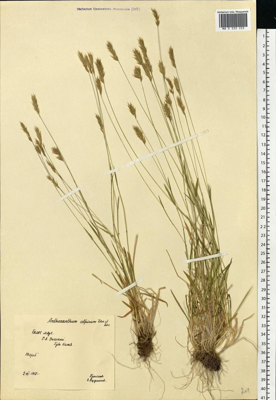 Anthoxanthum nipponicum Honda, Eastern Europe, Northern region (E1) (Russia)