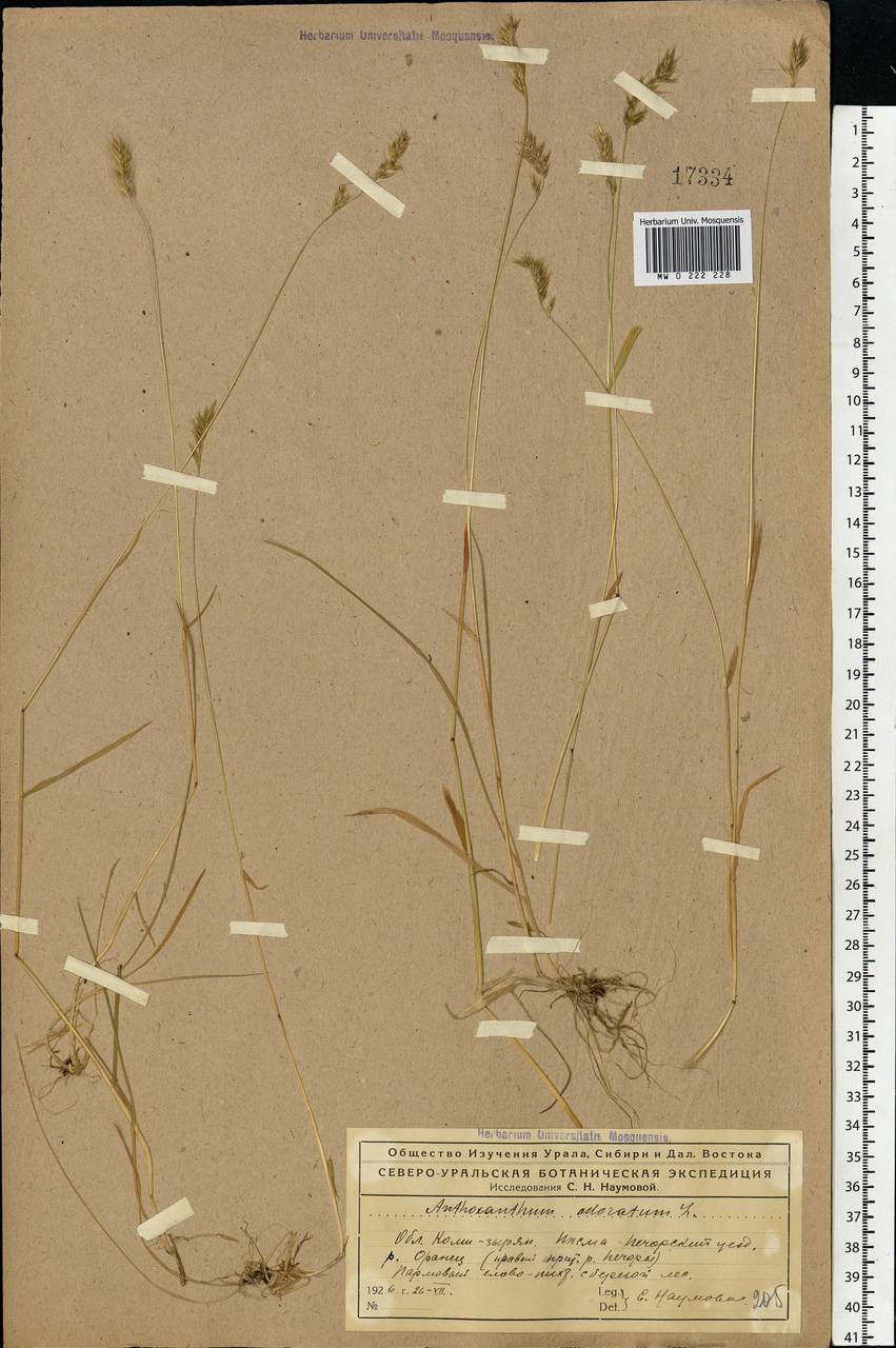 Anthoxanthum odoratum L., Eastern Europe, Northern region (E1) (Russia)
