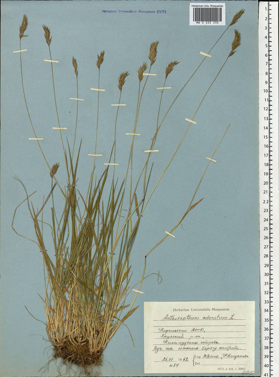 Anthoxanthum odoratum L., Eastern Europe, Northern region (E1) (Russia)