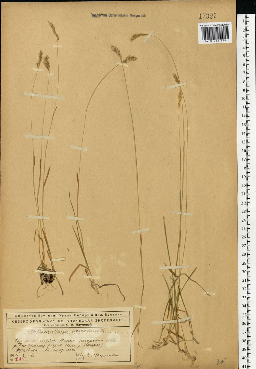 Anthoxanthum odoratum L., Eastern Europe, Northern region (E1) (Russia)