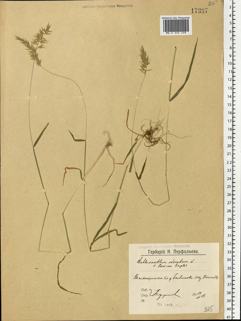 Anthoxanthum odoratum L., Eastern Europe, Northern region (E1) (Russia)